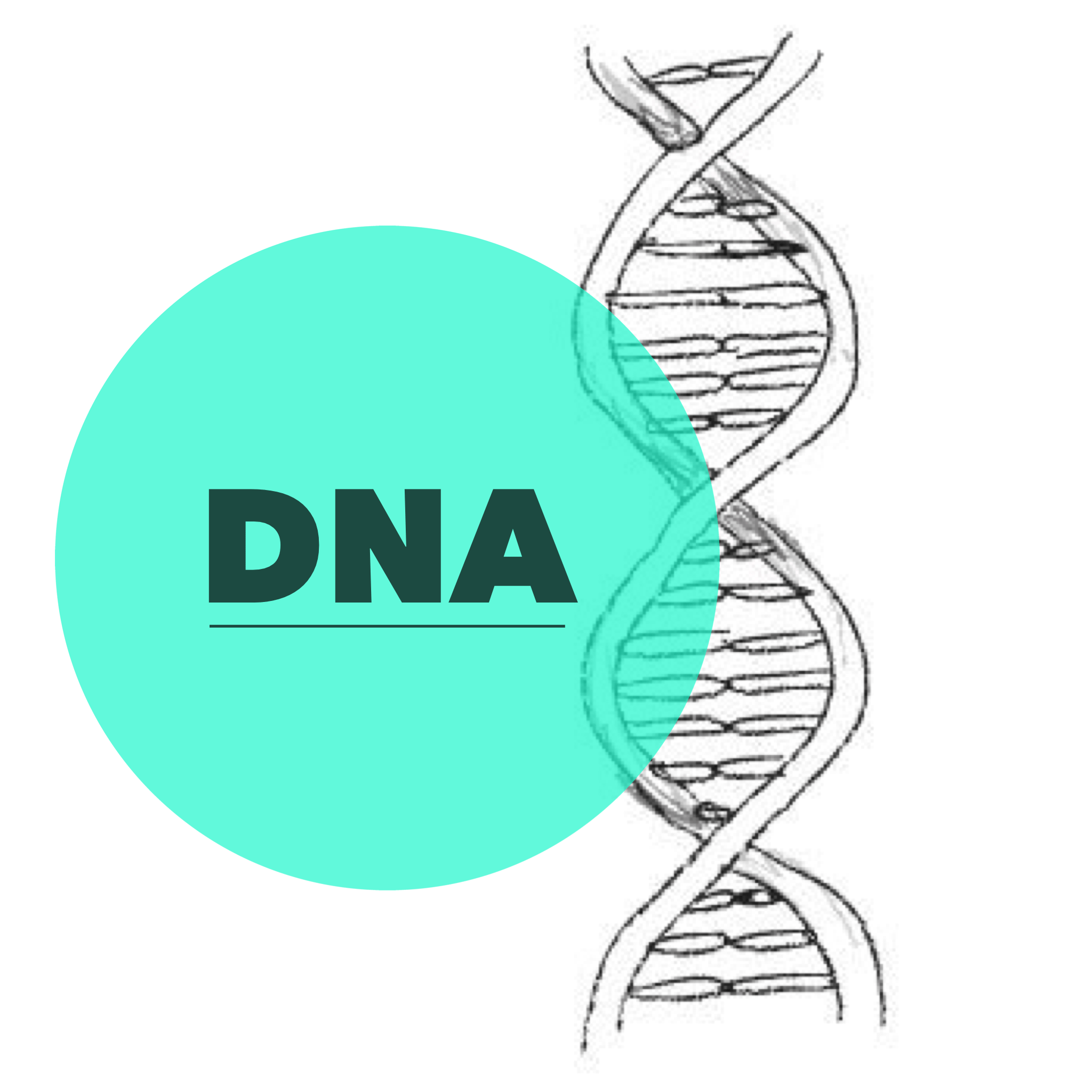 Dna Cientistas Revelam Que Eles Tem Fun Es Medi Nicas