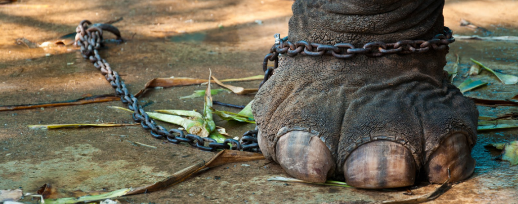 Os Humanos São Cegos Por que Vivem no Passado Os Humanos São Cegos Por que Vivem no Passado