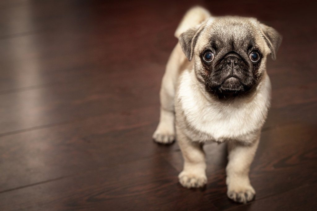 Cachorro. As 5 Metáforas Espetaculares. Motivação pra Vida