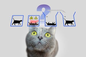 Gato de Schrodinger: Conceito, Impacto na Vida e Reflexões