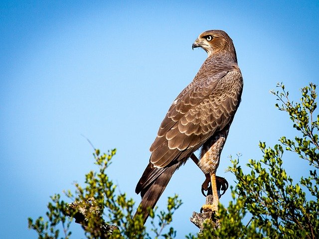 Arquétipo: Os 5 Animais Poderosos para Transformação Pessoal