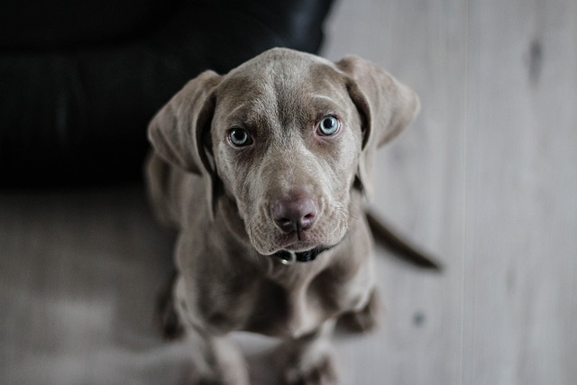 Cachorro: Quais as Lições que ele Quer nos Ensinar?