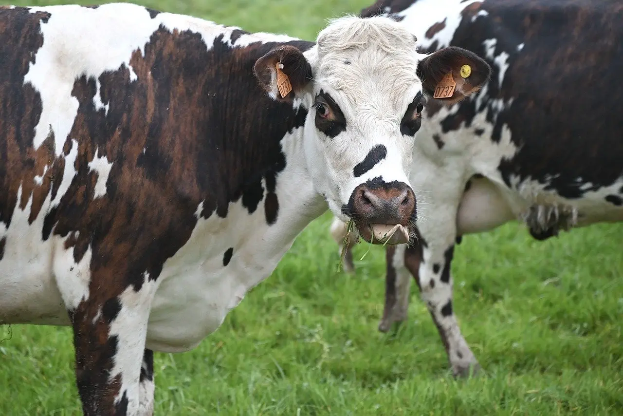 Vaca. 5 Metáforas pra Inspirar a Tua vida Pessoal e Profissional