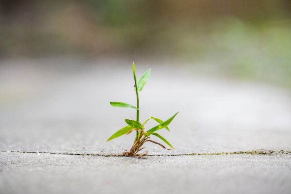 resiliencia planta no meio do cimento