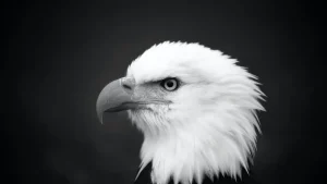 Arquétipo: Os 5 Animais Poderosos para Transformação Pessoal