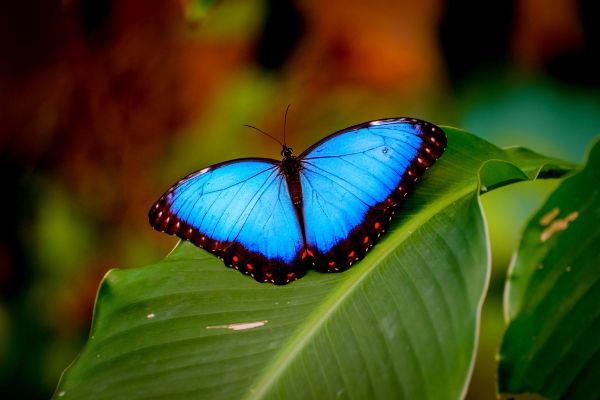 arquétipo da borboleta