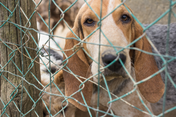 Abandono de Animais: Denuncias. Crimes e Impacto no Animal