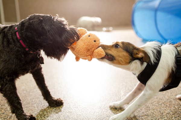 Creche para Cachorro: O Que é. Como Funciona e os Benefícios.