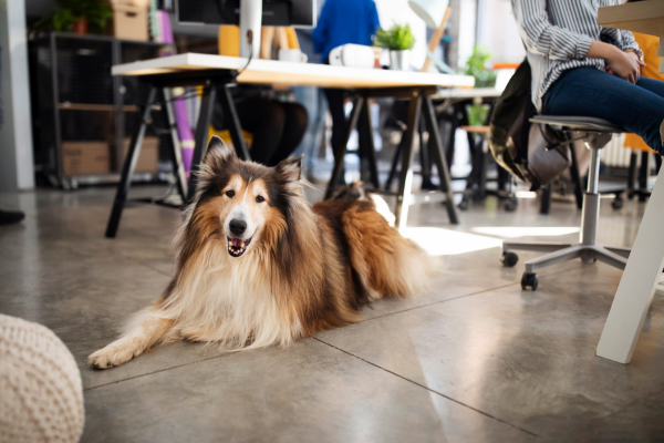 Pet Friendly: Tudo o Que Você Precisa Saber. Guia Completo