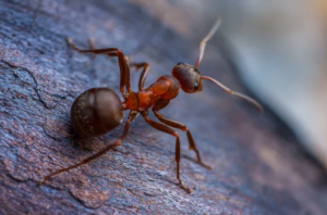 Como Acabar com Formiga: Soluções Naturais para Sua Casa