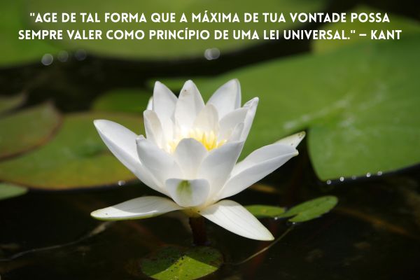 frases profundas uma flor branca e no fundo folhas verdes